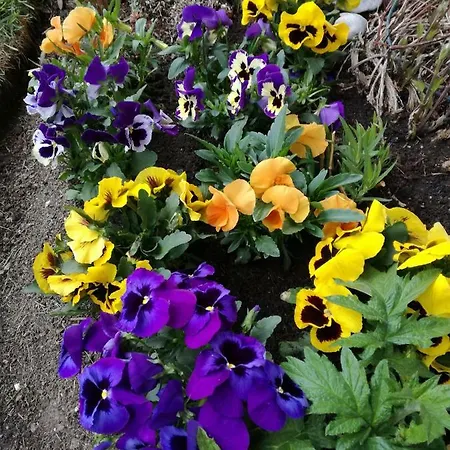 Johanna Appartamento *