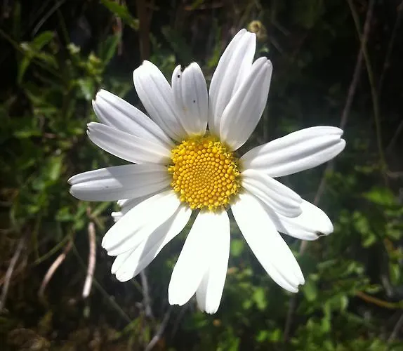 Διαμέρισμα Johanna