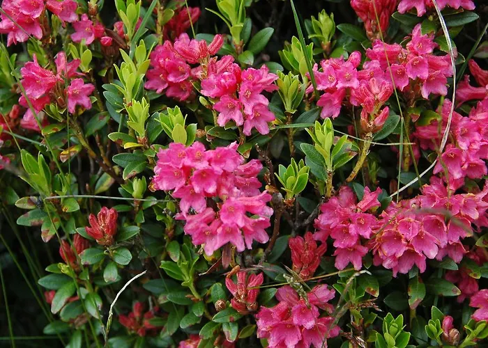 Johanna * トゥクス