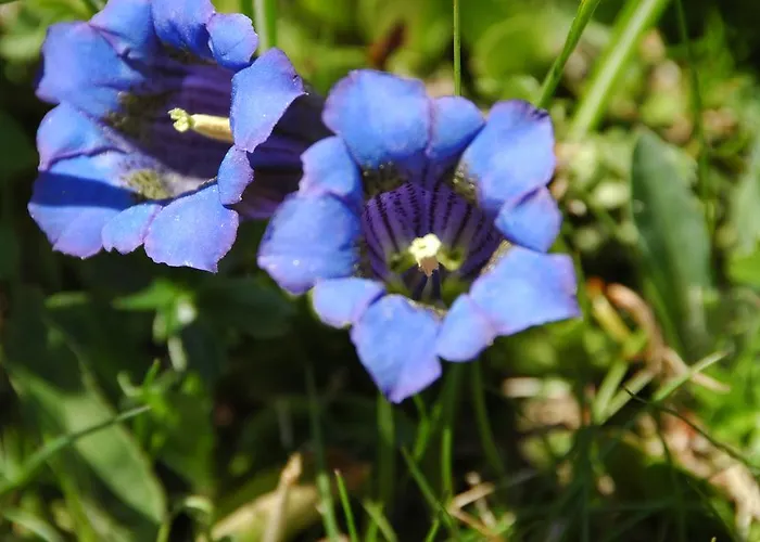 Johanna トゥクス