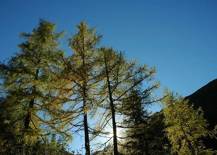 Johanna トゥクス